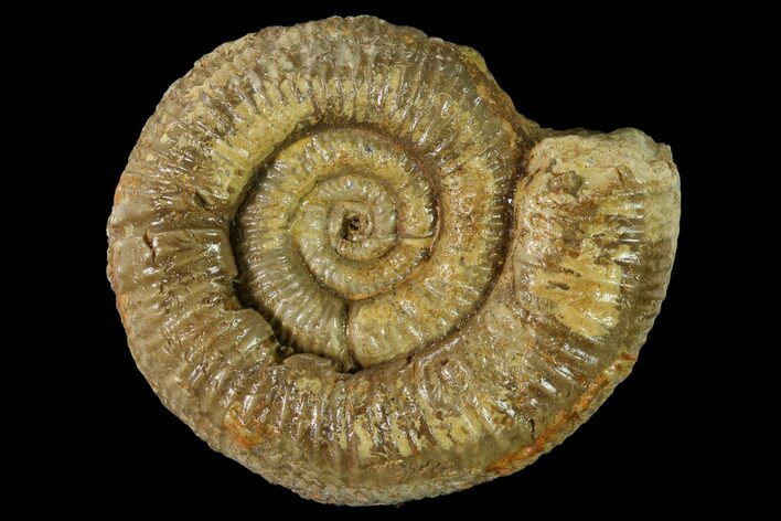 Callovian Ammonite (Perisphinctes) Fossil - France #153163